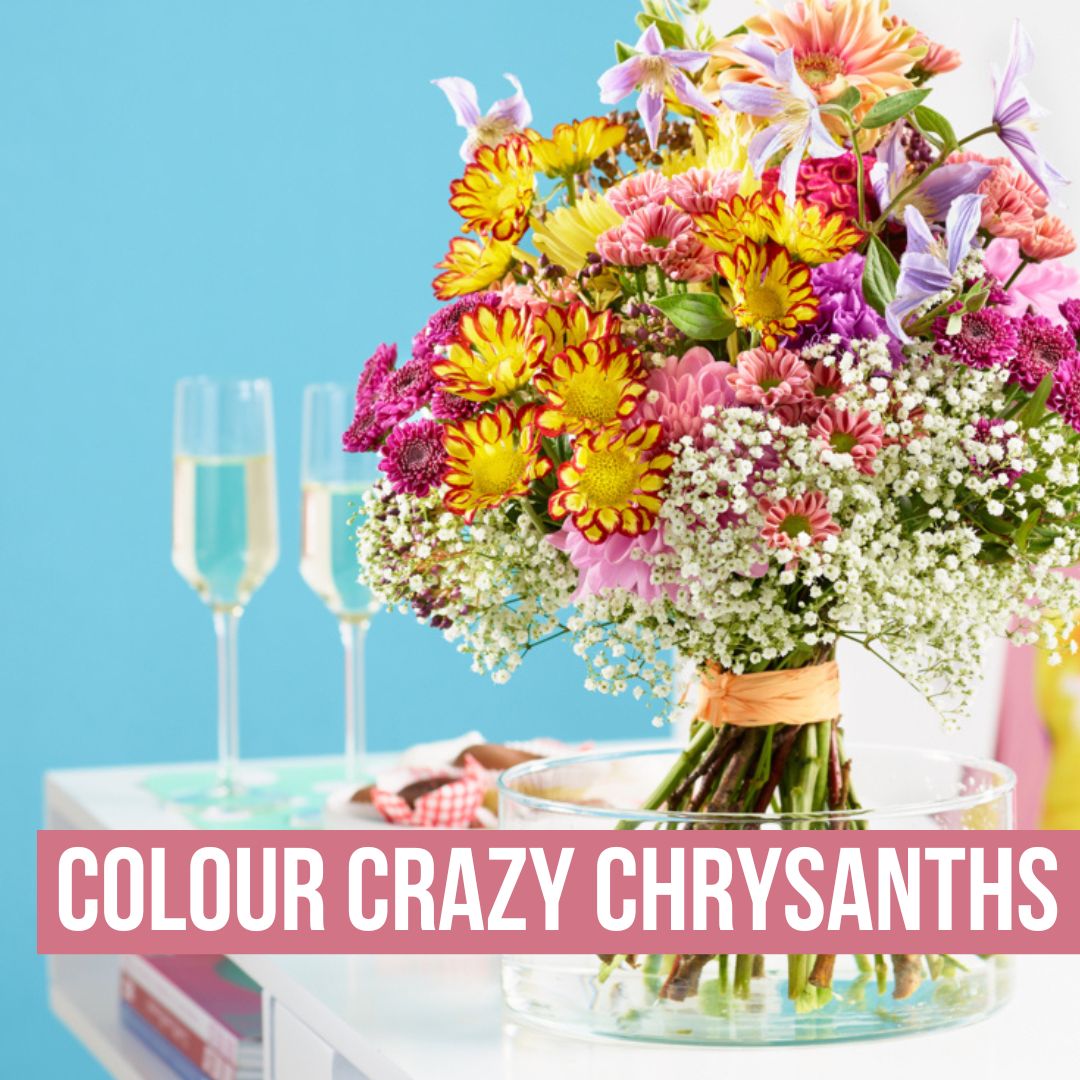 Just Chrysanth go colour Crazy this month